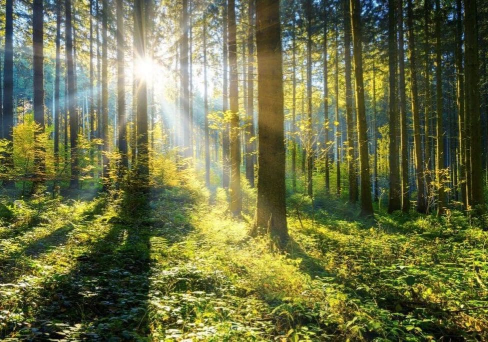 A forest with trees and sunlight shining through.